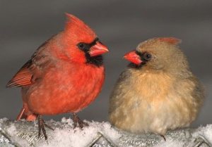 songbird cardinal spirit animal