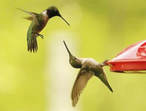 hummingbirds spirit