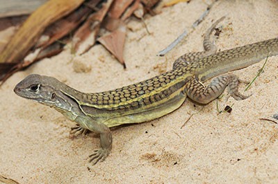 twin-flame-lizard