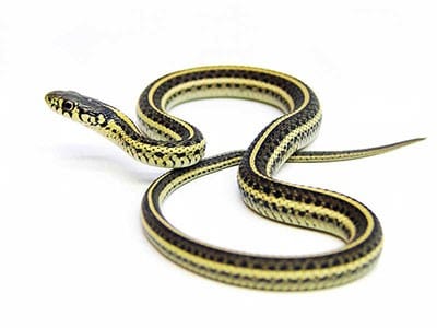 twin-flame-snake