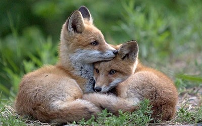 twin-flames-fox